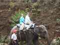 Elephant ride in Munnar