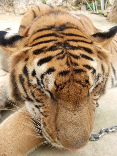 Mr. Tiger