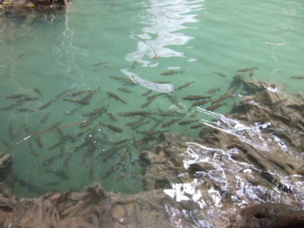 Erawan Fishes