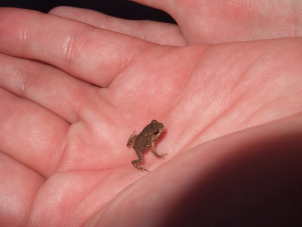 Smallest Frog in the World © 