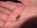 Smallest Frog in the World © 
