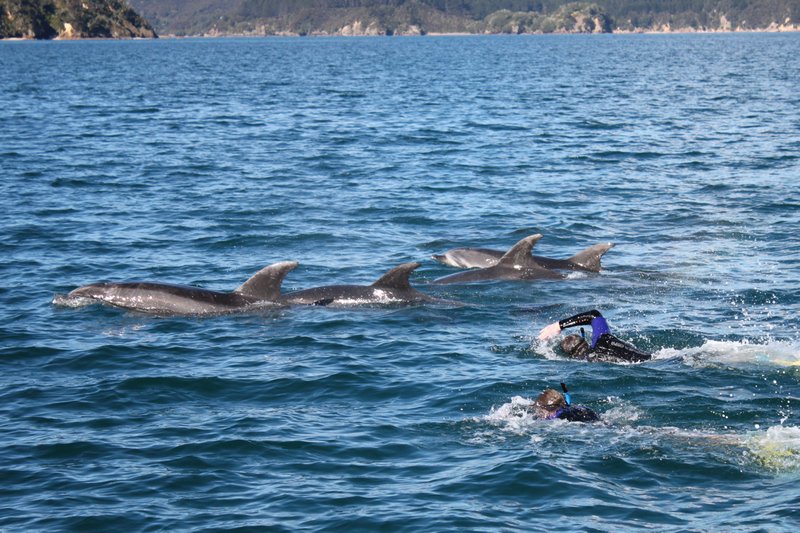 Swimming With Dolphins 1