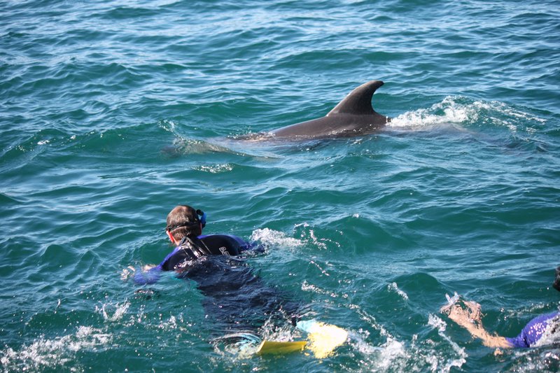Swimming With Dolphins 2