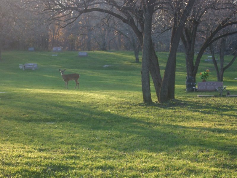Deer By Grandma Peggy's Grave