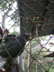 Pre-rehab Parrots