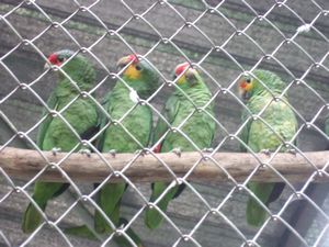 More Parrots