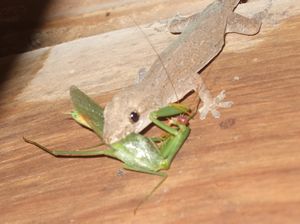 Lizard v Praying Mantis