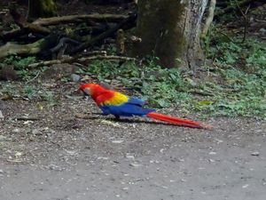 Macaw En-Route To The Ruins