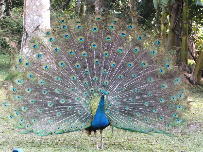 Peacock In Display Mode
