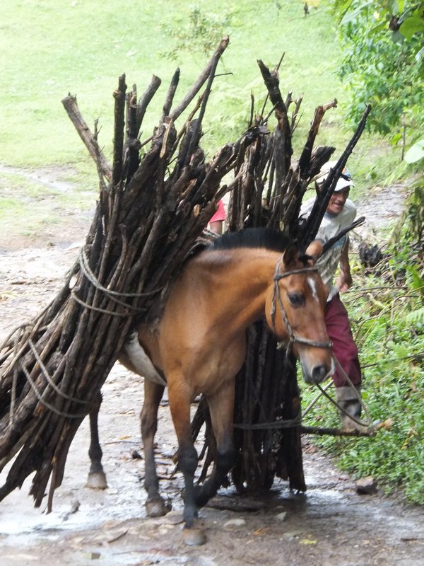 Horse Labour