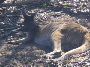 One of the kangaroos at the Wildlife park