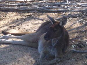 Another kangaroo