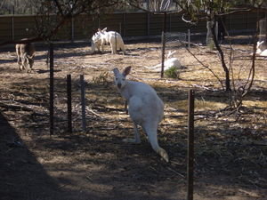 A white Kangaroo!!!