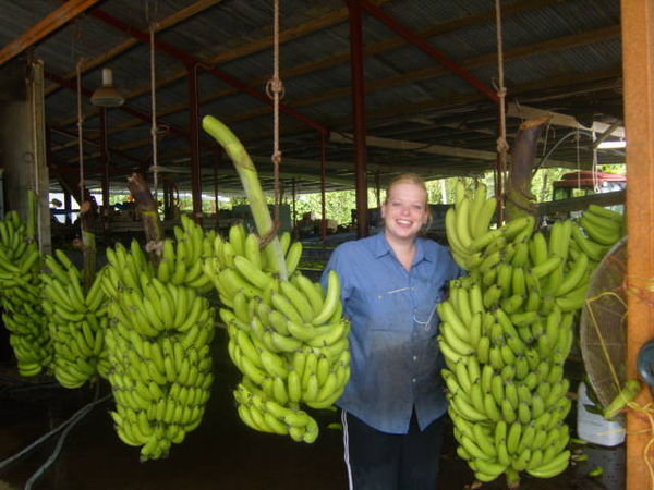 Hanging banana's