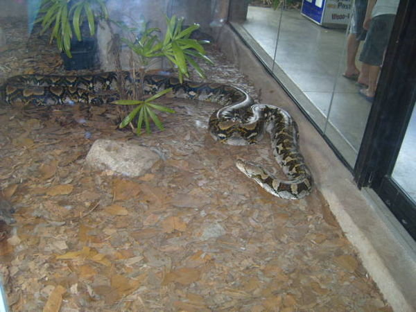How big is this snake!!! Huge!!!