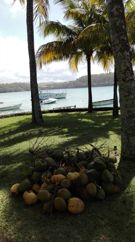 Coconuts, Mauritius