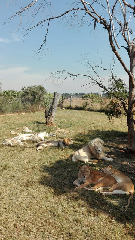 Lion Park, Johannesburg
