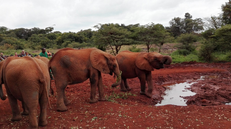 Elephant Orphanage, Nairobi, Kenya