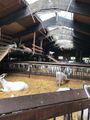 Goat Cheese Farm near Amsterdam Apr 24