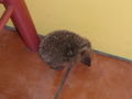 hedgehog in bathroom, Hastings