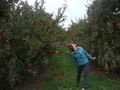 Tove + apple orchard