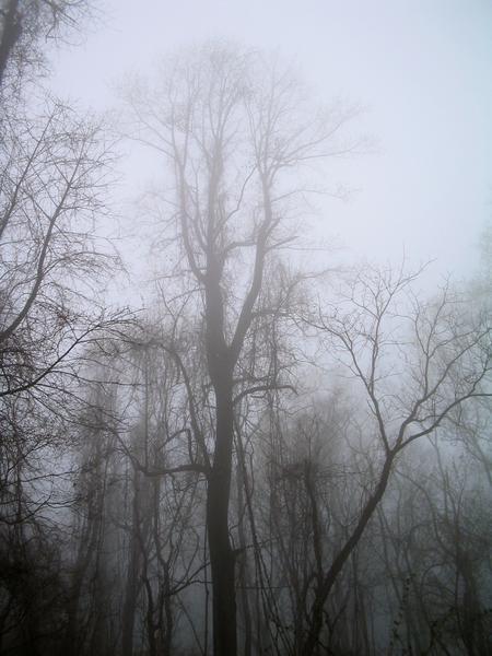 A beautiful silhouette in the fog