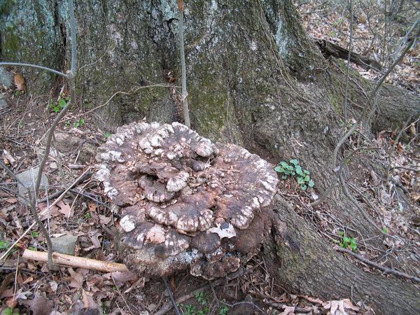 Fungi along the trail