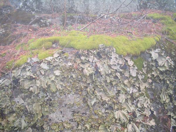 Patches of Moss