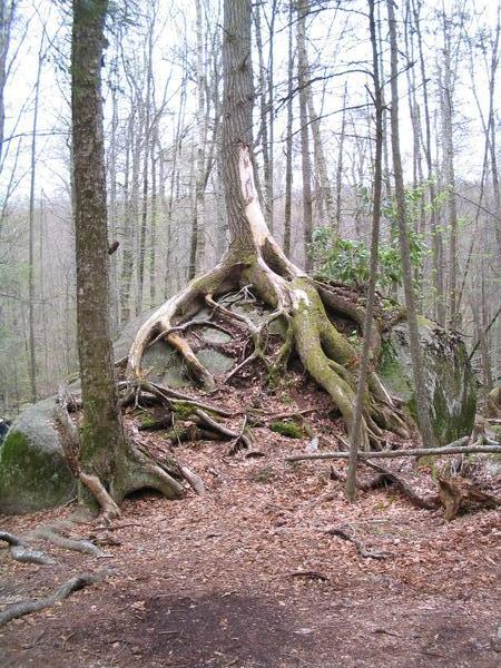 Unique tree roots #1