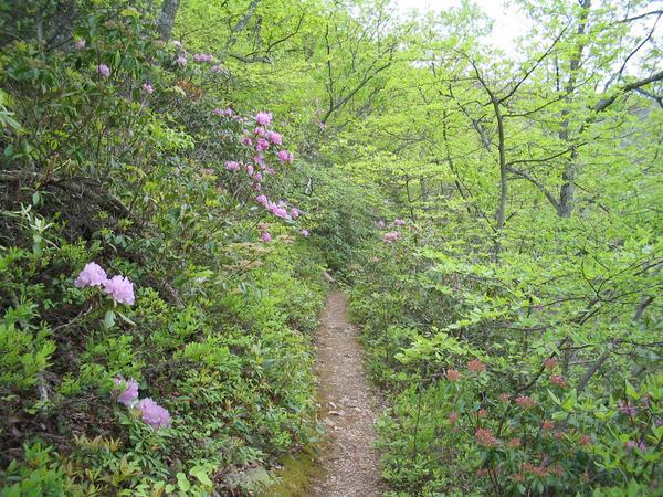 A flowery trail ahead...