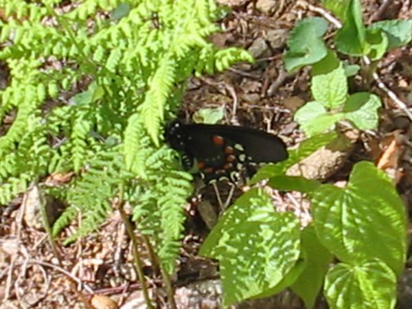 Butterfly on a fern