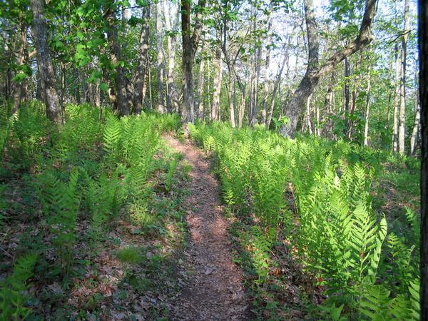 Ferns along the pathway