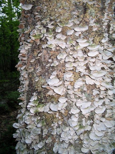 Texture Study: Fungi on a Tree