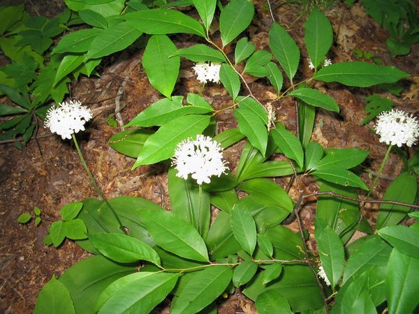 A new white flower along the trail