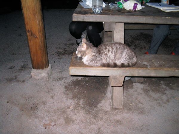 Partnership Shelter cat