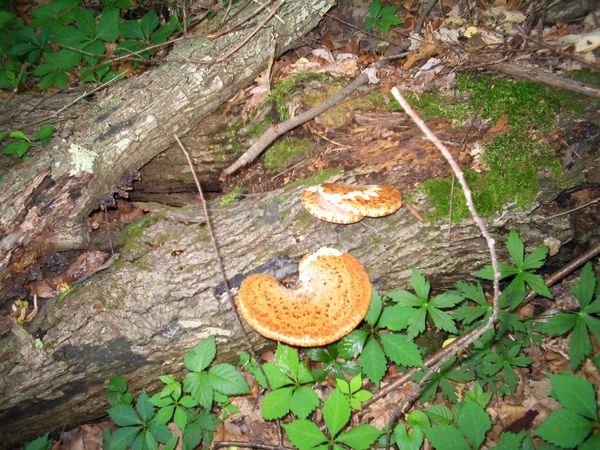Fungus growth on a fallen tree