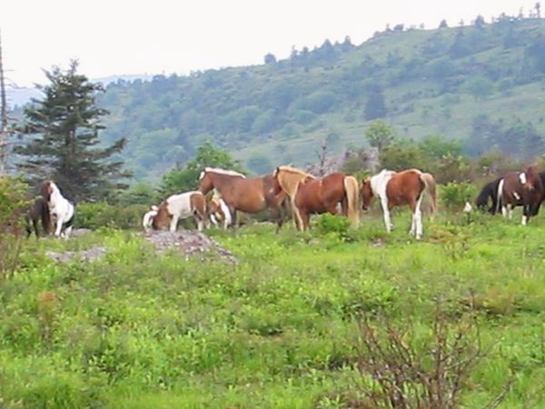 Grayson Highlands pony herd