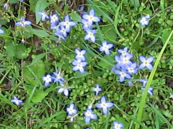 A new type of blue flower