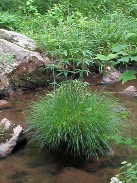 A strange grass plant we saw in the creek