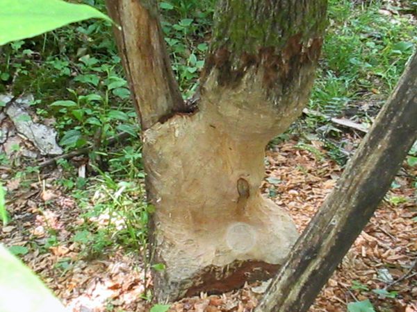Beaver work on a tree