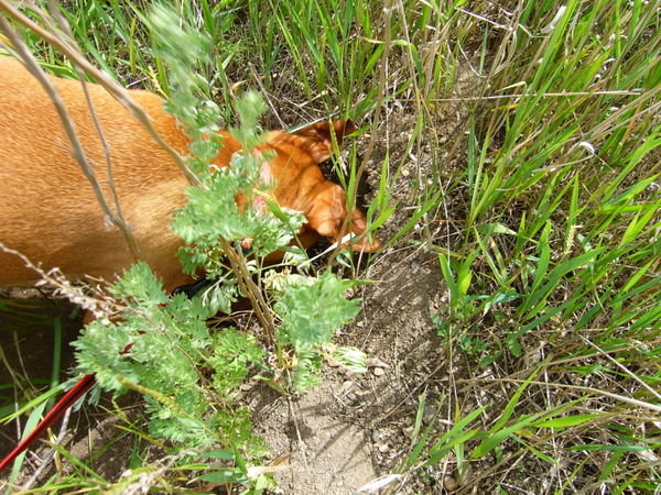 25 june 2007 Panna digging for prairie dogs, Regina, Sk 
