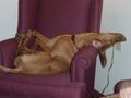 12 June '07 Panna sleeping on chair at hotel in Sudbury, On