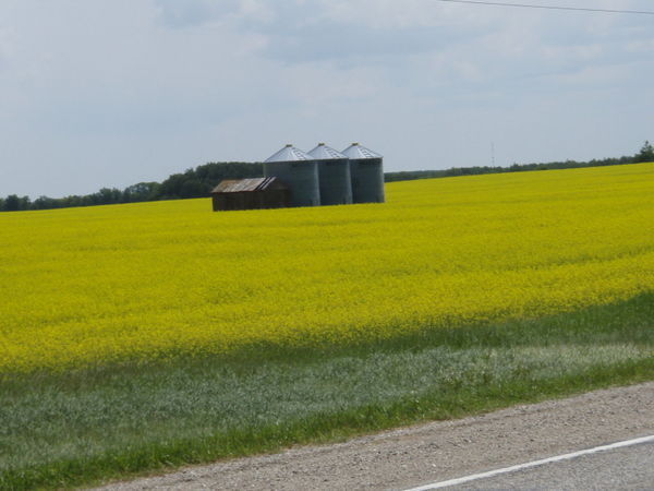 12 july '07 Storage tanks in canola field, en route to Minnedosa, Mb