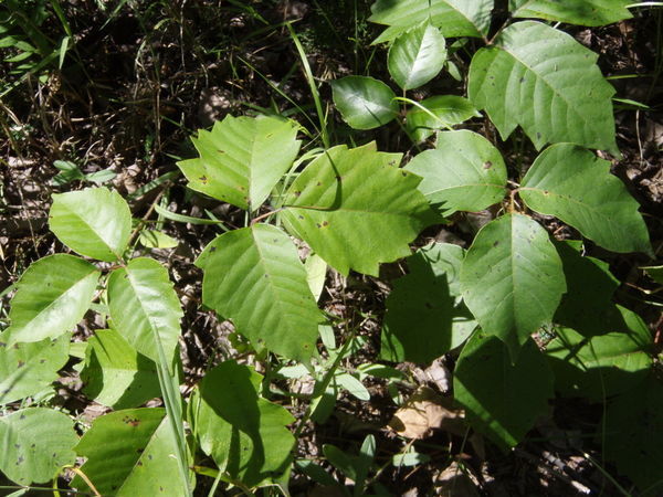 19 july '07 Poison ivy, I presume, Spruce Woods PP, Mb