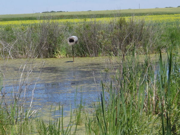 19 july '07 Nesting tunnel constructed for waterfowl, Cypress River, Mb
