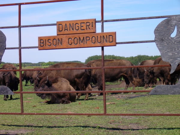 19 july 2007 Gate at bison compound, south of Carberry, Mb