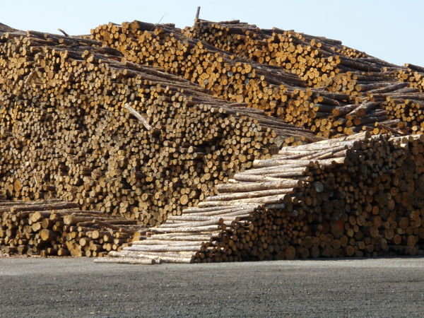 09 aug '07 Pile of pulp logs for Abitibi, Fort Frances, Ont 