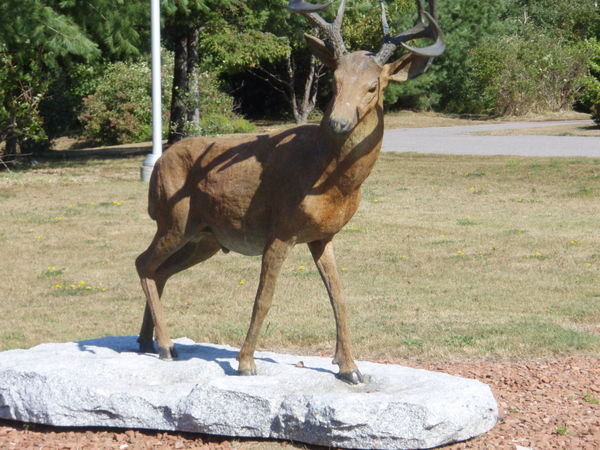 21 aug '07 Deer Model at Deer Trail Centre, Elliott Lake,Ont