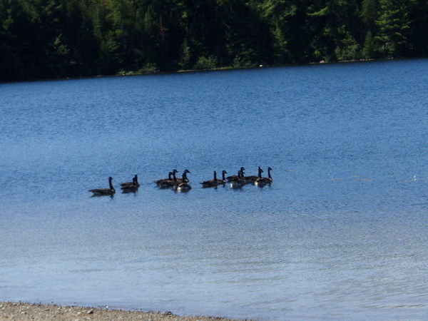 21 aug '07 Geese in Elliot Lake, Elliot Lake, Ont 