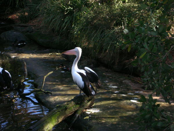 Cool Pelican